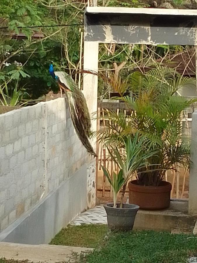 Bed and Breakfast Peacock Garden Tangalle Zewnętrze zdjęcie