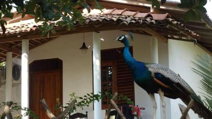 Bed and Breakfast Peacock Garden Tangalle Zewnętrze zdjęcie