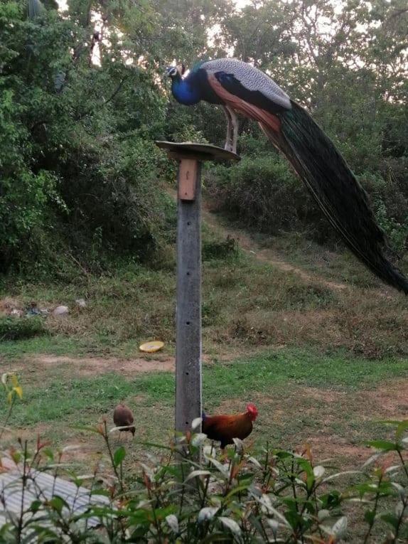 Bed and Breakfast Peacock Garden Tangalle Zewnętrze zdjęcie